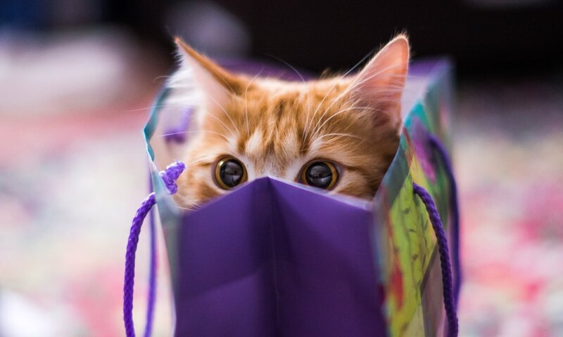 Ginger Kitten in Bag