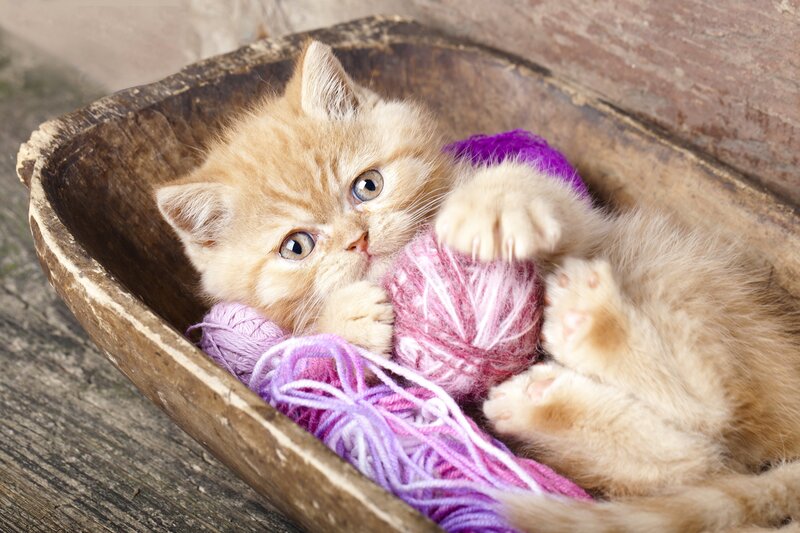 Ginger Kitten in Basket — Orange
