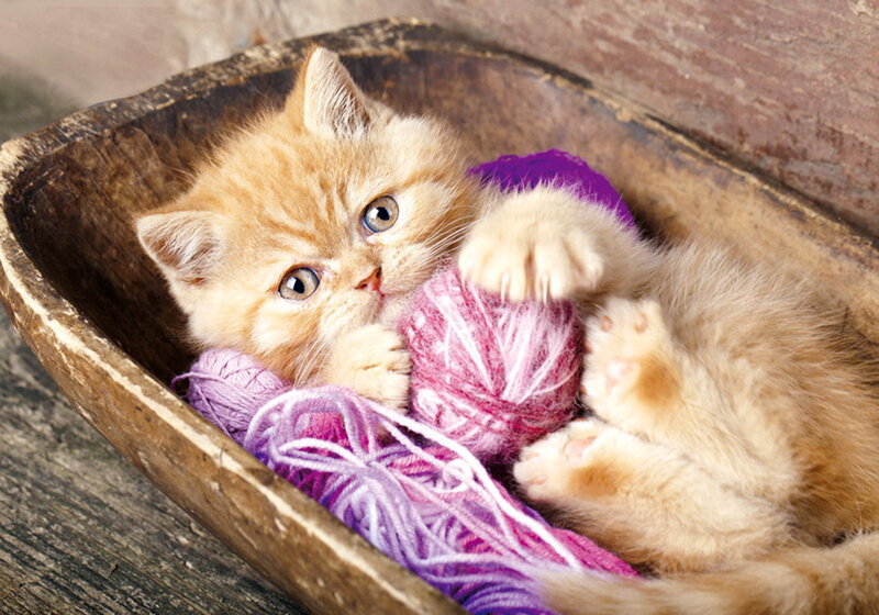 Ginger Kitten in Basket