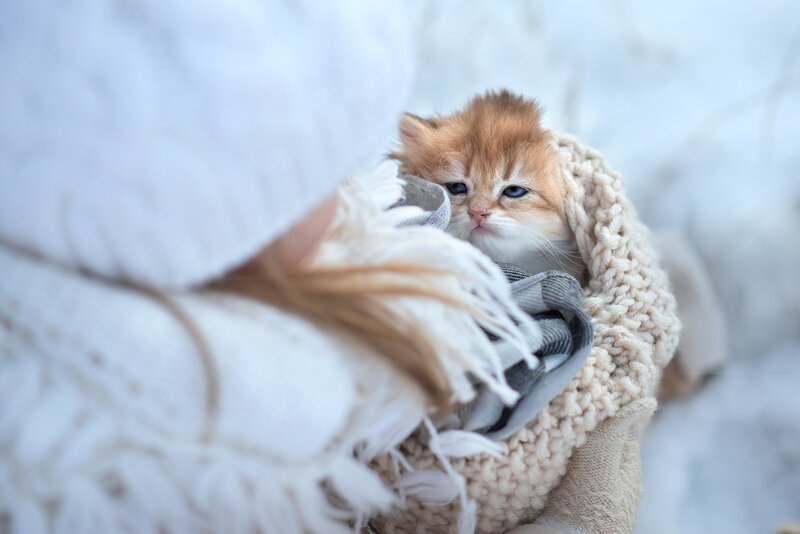 Ginger Kitten in Blanket