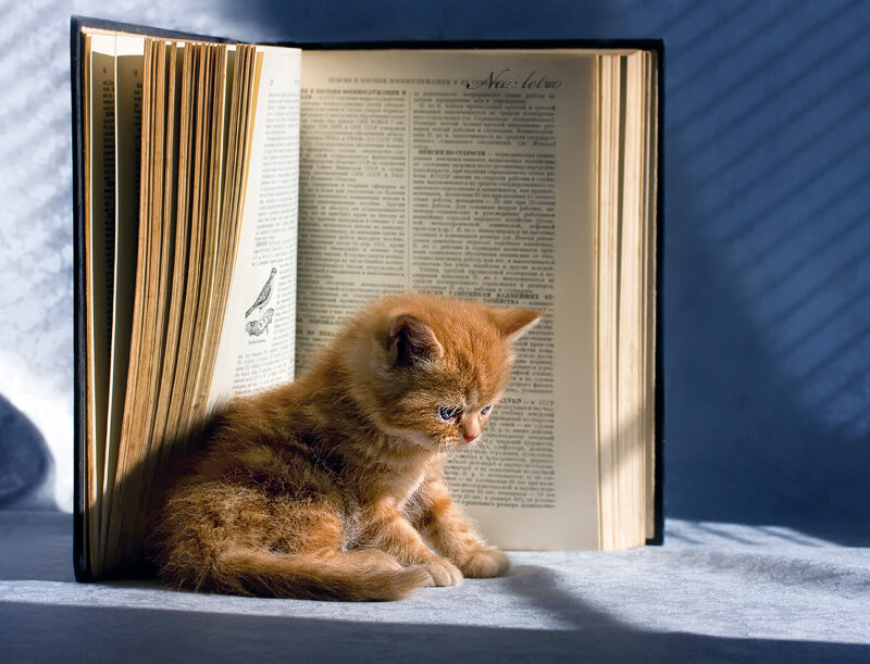 Ginger Kitten in Book