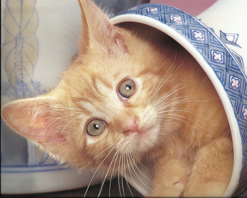 Ginger Kitten in Cup