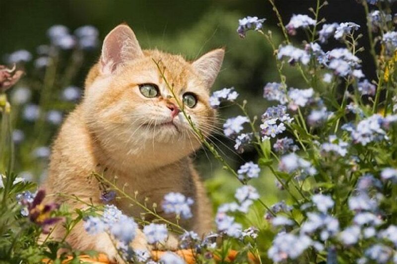 Ginger Kitten in Flowers