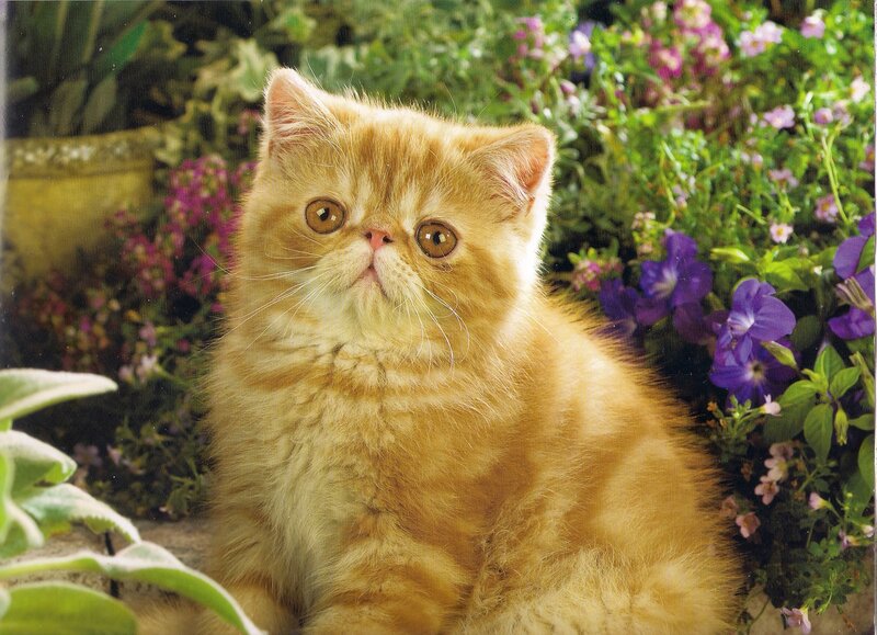 Ginger Kitten in Garden