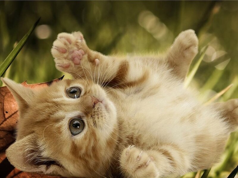 Ginger Kitten in Grass — Orange