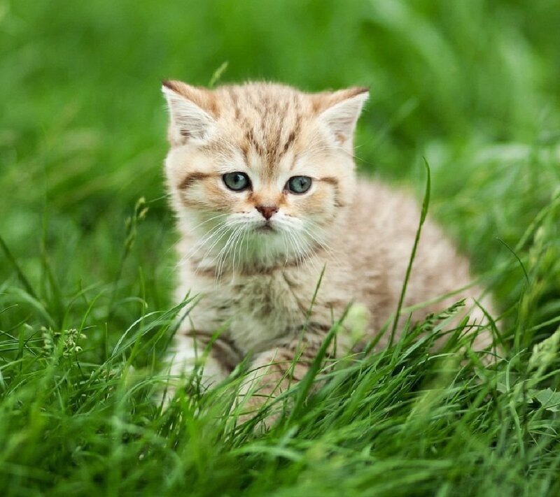 Ginger Kitten in Grass