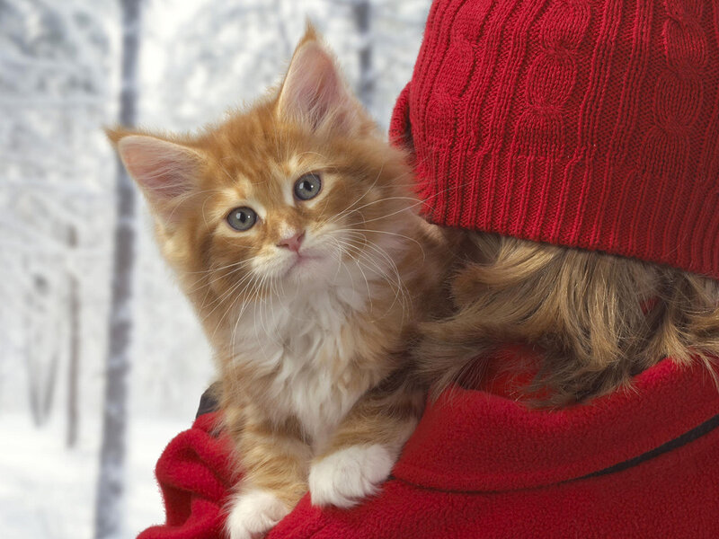 Ginger Kitten in Red