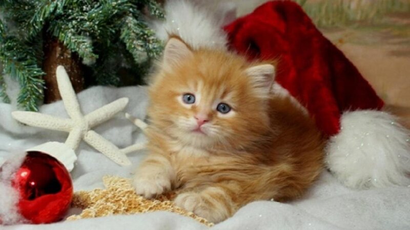 Ginger Kitten in Santa Hat — Orange