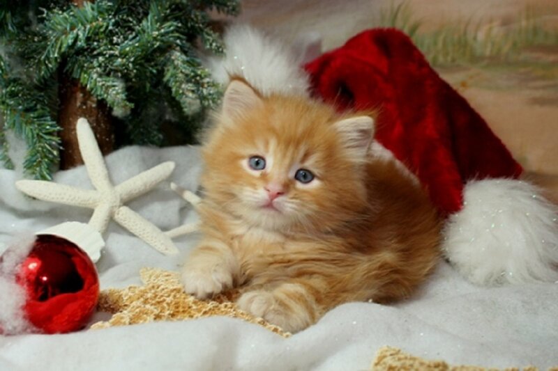 Ginger Kitten in Santa Hat