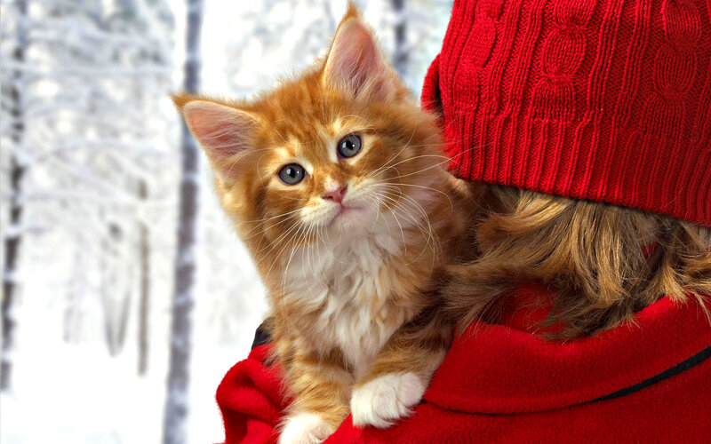 Ginger Kitten in Snow — Red