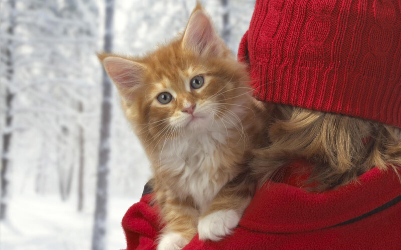 Ginger Kitten in Snow