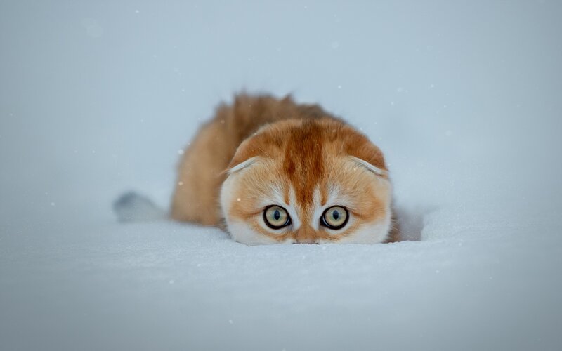 Ginger Kitten in Snow — White