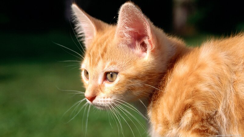 ginger kitten in sunlight