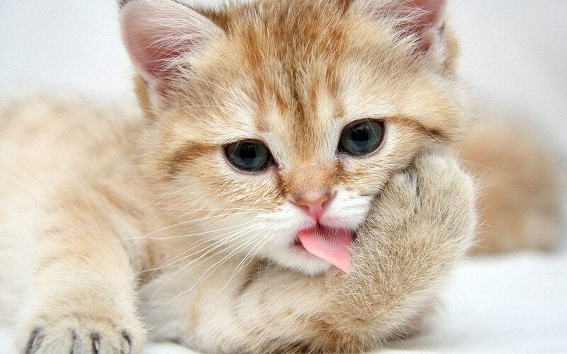 Ginger Kitten Licking Paw — Orange, Calm, Photograph