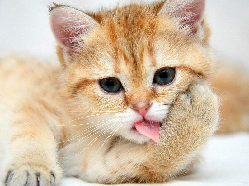 Ginger Kitten Licking Paw — Orange, Calm, Photograph, Tongue