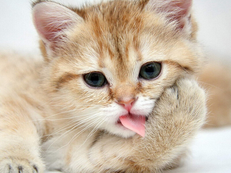 Ginger Kitten Licking Paw — Orange, Playful, Photograph