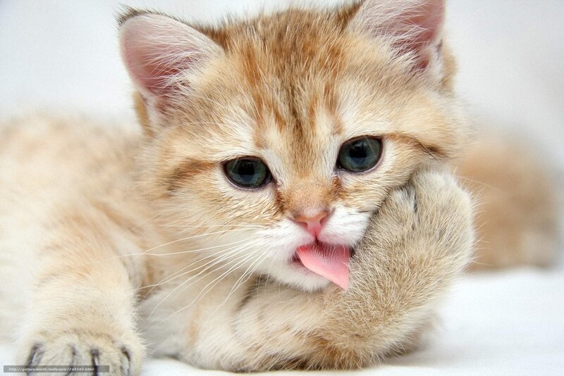 Ginger Kitten Licking Paw — Orange, Playful, Photograph, Tongue