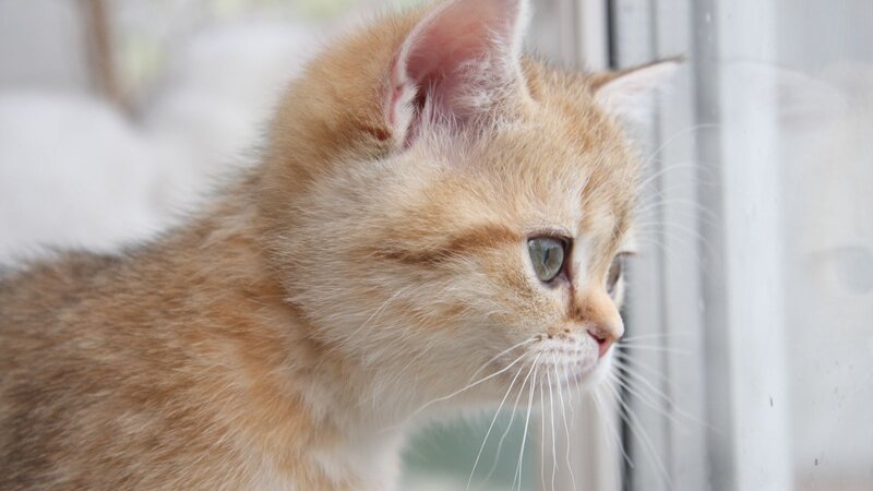 Ginger Kitten Looking Out — Orange, Calm