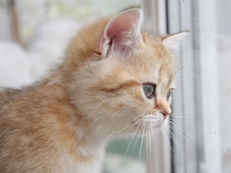 Ginger Kitten Looking Out — Orange
