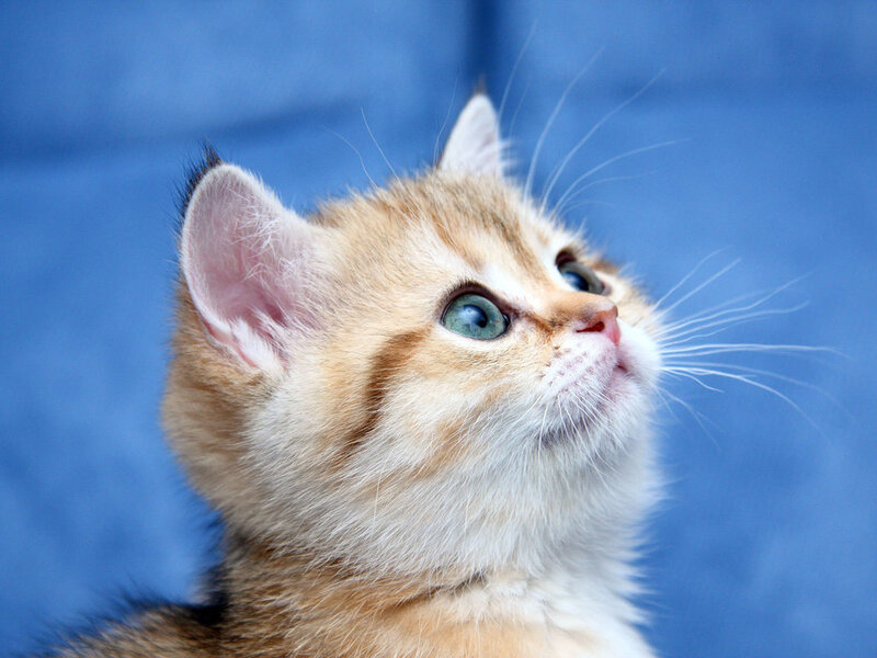 Ginger Kitten Looking Up
