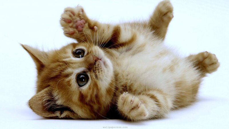 Ginger Kitten Lying Down — Orange, Playful, Photograph, Paws, Eyes, White Background