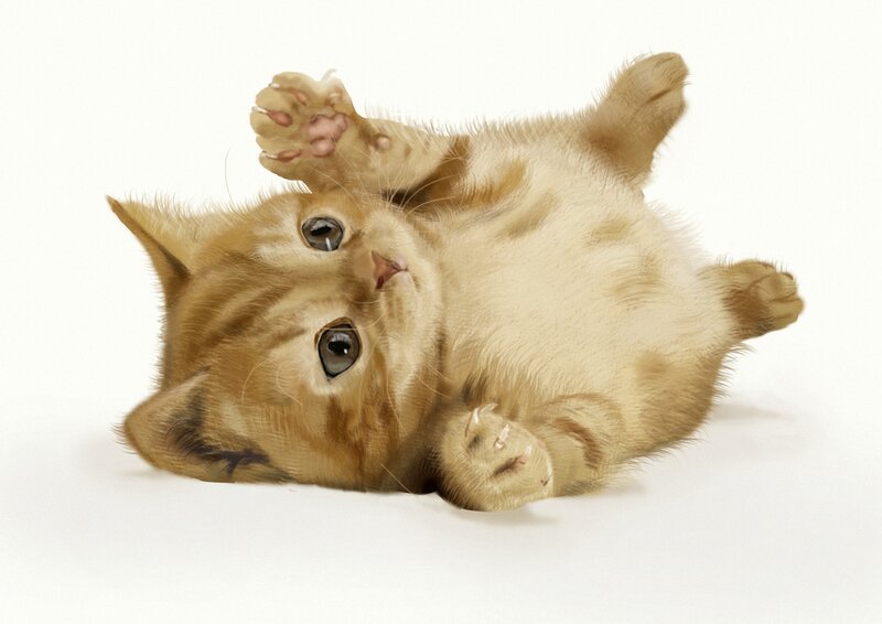 Ginger Kitten Lying Down — Orange, Playful, Photograph, Paws