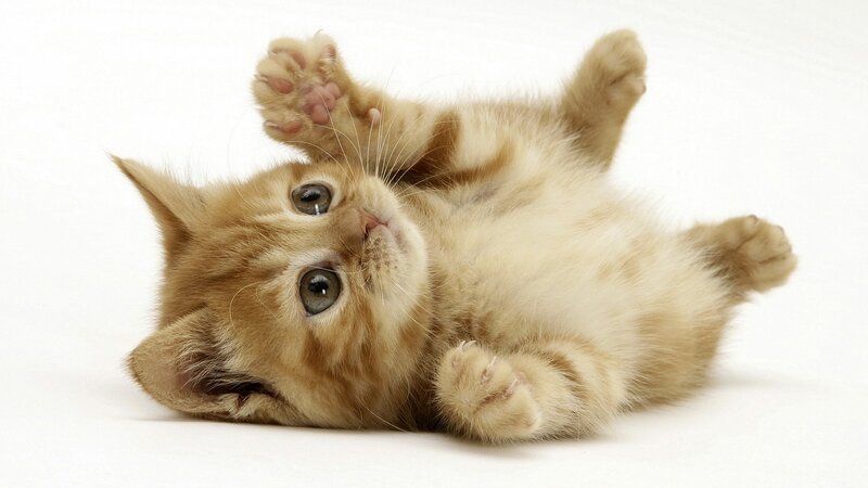 Ginger Kitten Lying Down — Orange, Playful, Photograph, Paws, Whiskers