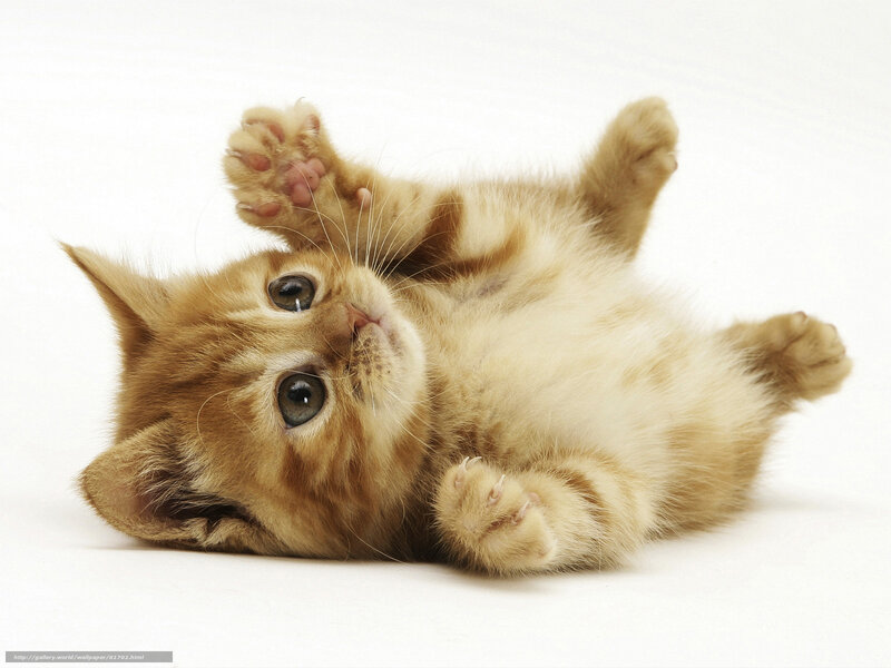 Ginger Kitten Lying Down — Orange, Playful, Photograph, Paws, White Background