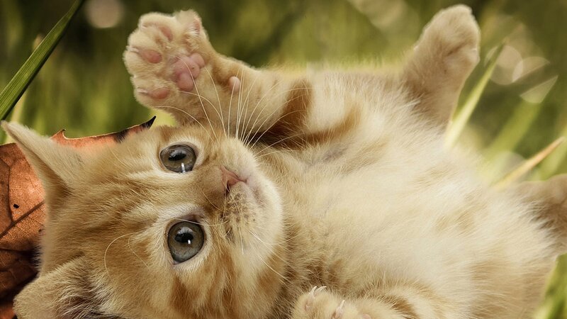 Ginger Kitten Lying Down — Orange, Playful