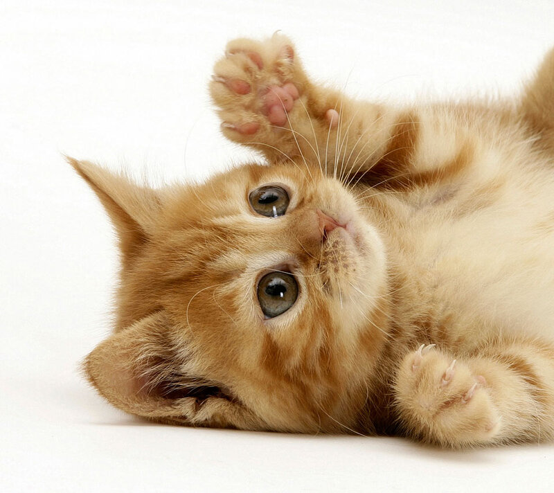 Ginger Kitten Lying Down — Orange