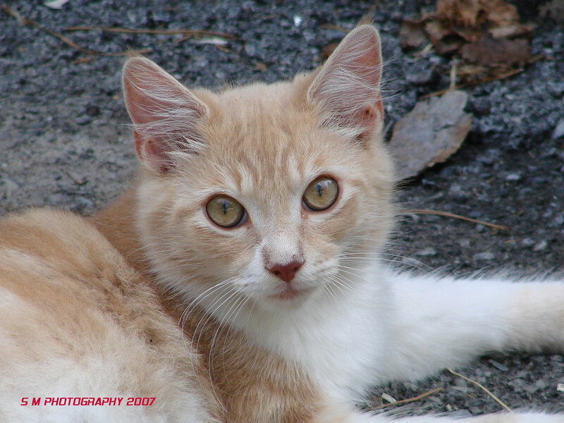 ginger kitten lying down