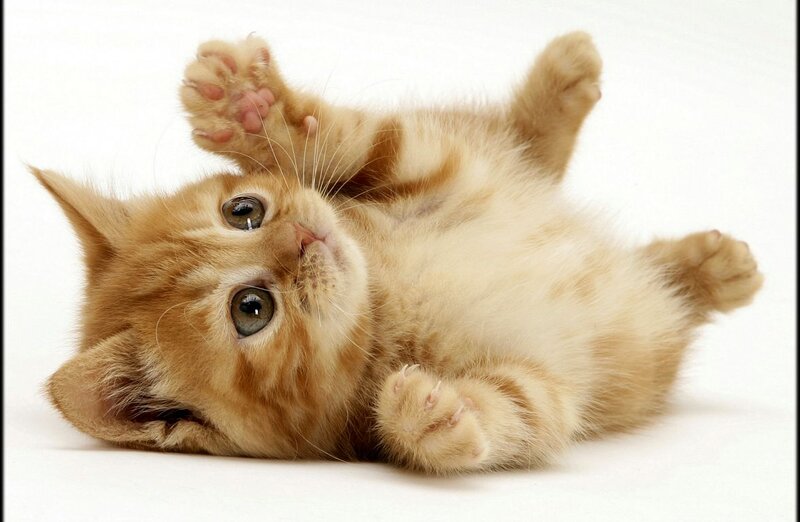 Ginger Kitten Lying on Back — Orange, Playful, Photograph, Paws, Eyes