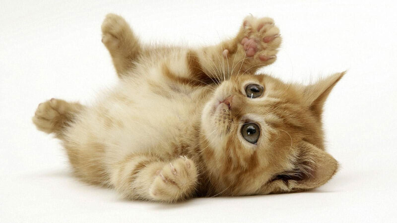 Ginger Kitten Lying on Back — Orange, Playful, Photograph, Paws
