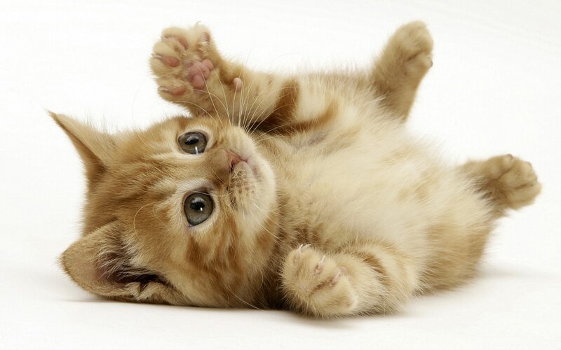 Ginger Kitten Lying on Back — Orange, Playful