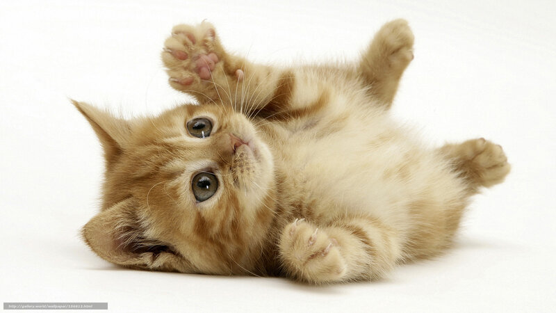 Ginger Kitten Lying on Back — Orange