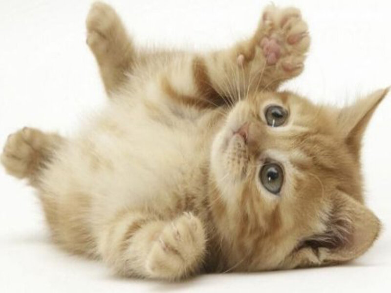 Ginger Kitten Lying on Back