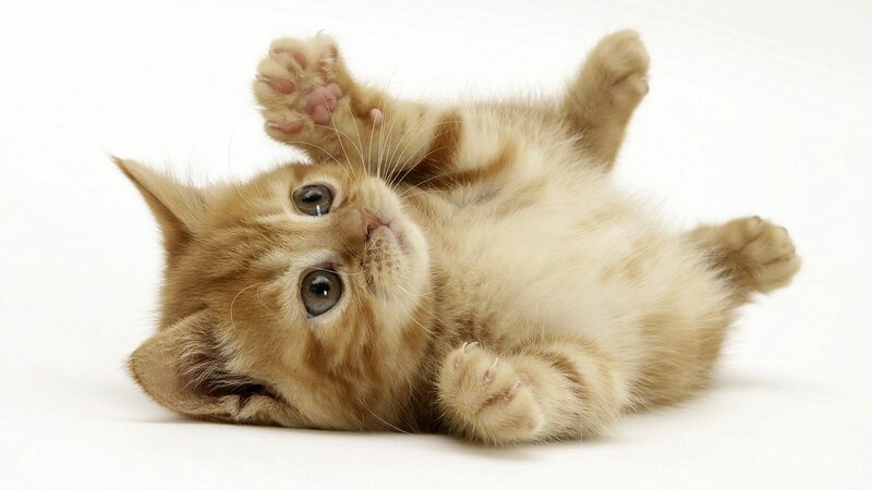 Ginger Kitten Lying on Back — White, Playful, Photograph