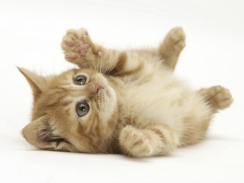 Ginger Kitten Lying on Back — White
