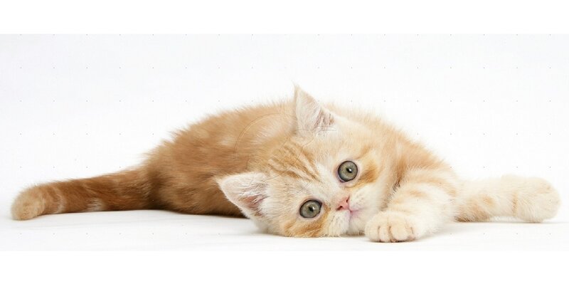 Ginger Kitten Lying — Orange, Calm