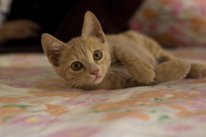 Ginger Kitten Lying — Orange