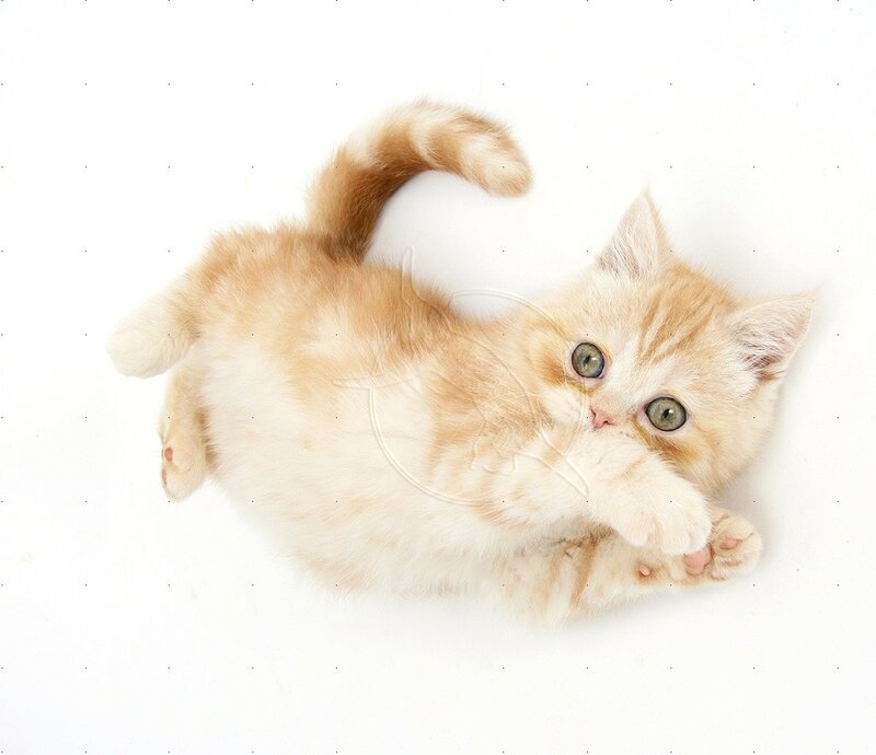 Ginger Kitten Lying