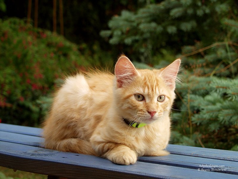 ginger kitten on a bench