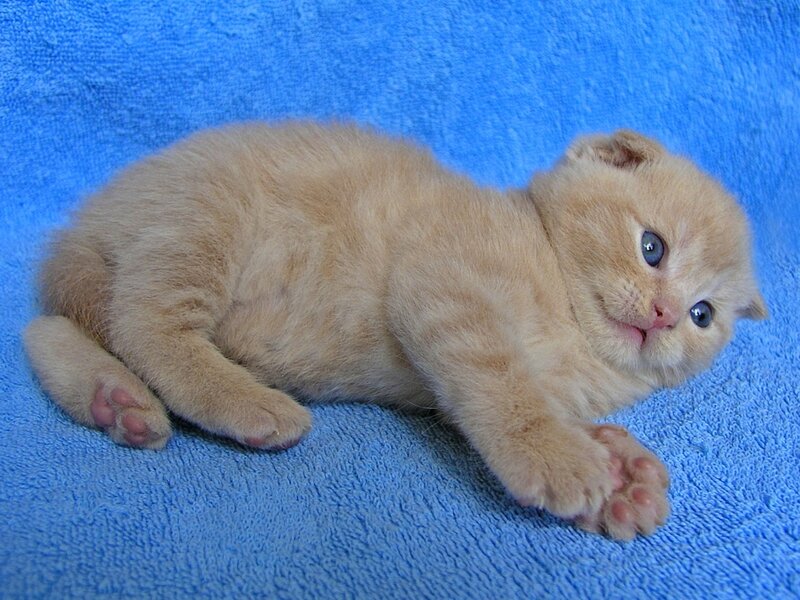 Ginger Kitten on Blue Towel