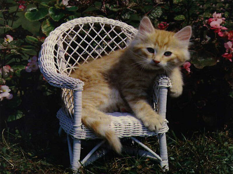 Ginger Kitten on Chair — Orange