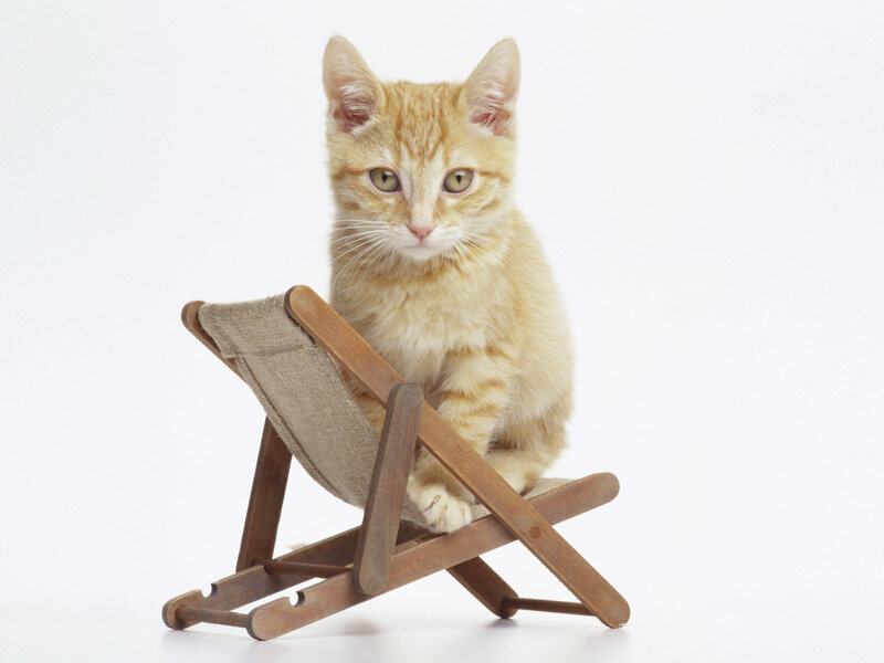 Ginger Kitten on Chair