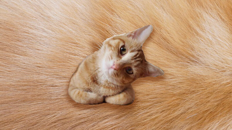 Ginger Kitten on Fur