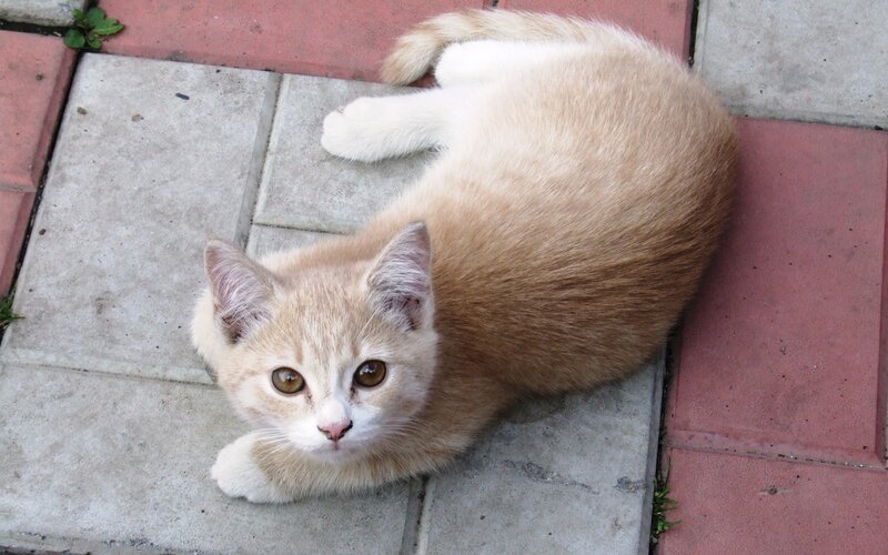 ginger kitten on pavement