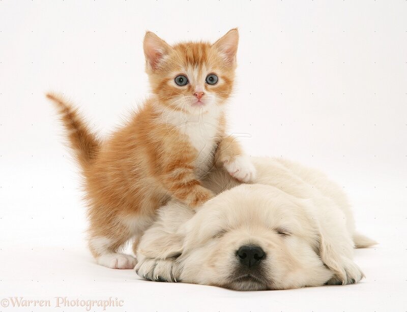 Ginger Kitten on Puppy