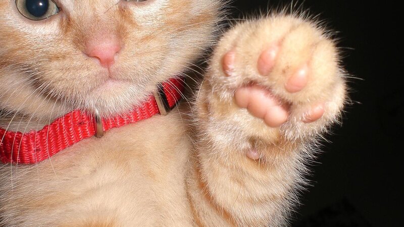 Ginger Kitten Paw