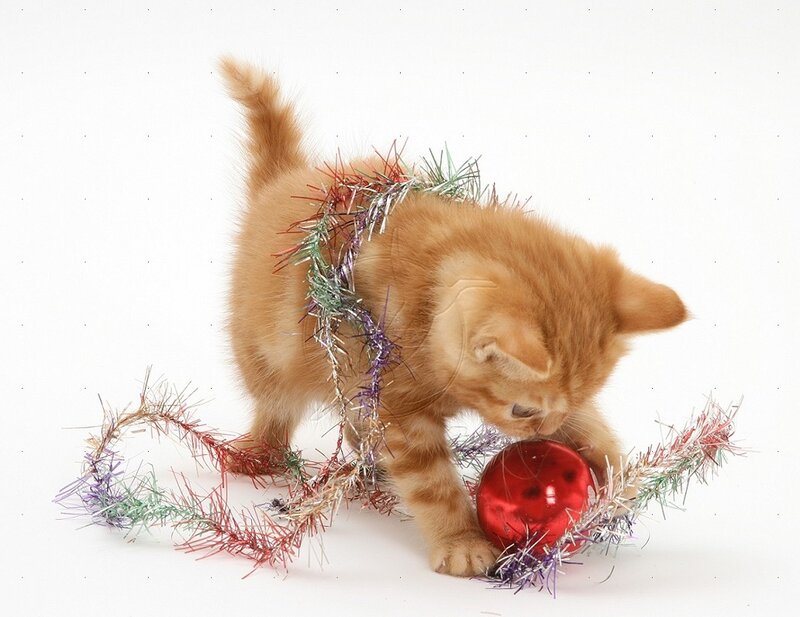 Ginger Kitten Playing — Orange